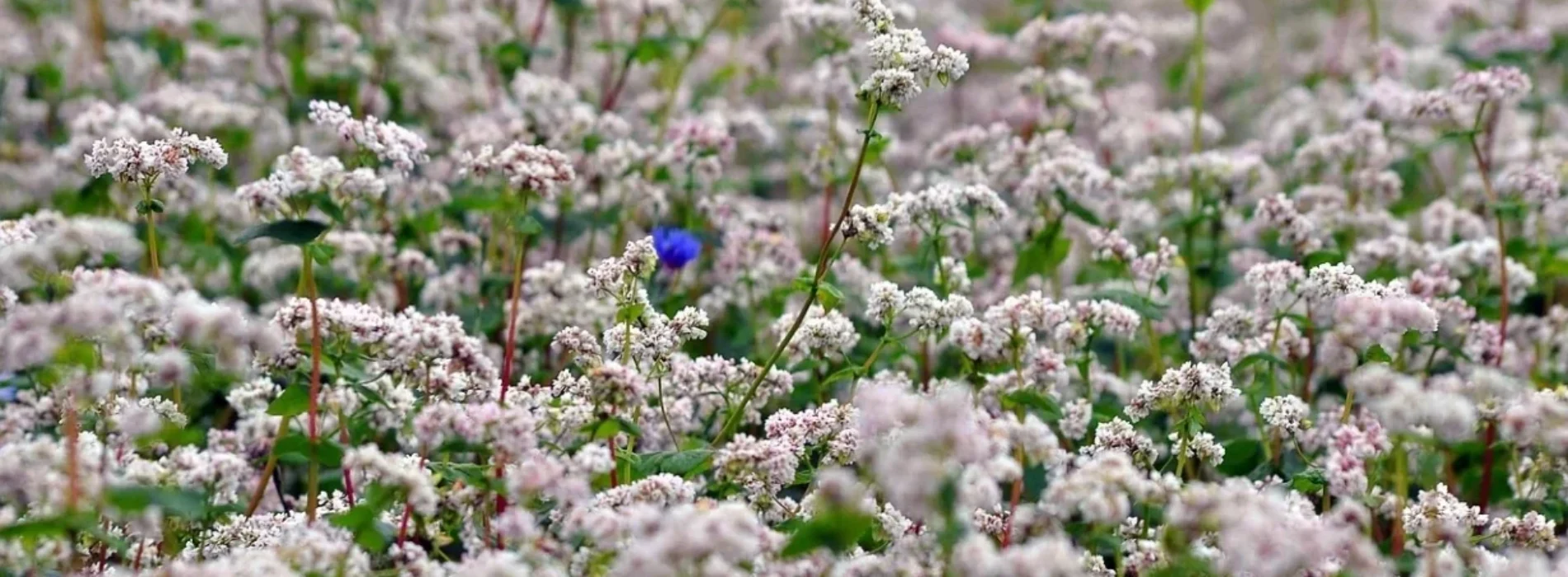 Jak stosować miód gryczany w codziennej diecie? Praktyczne porady