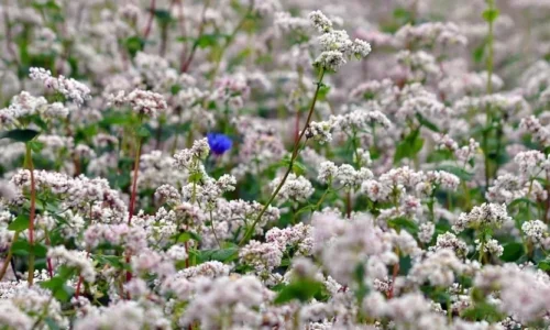 Jak stosować miód gryczany w codziennej diecie? Praktyczne porady