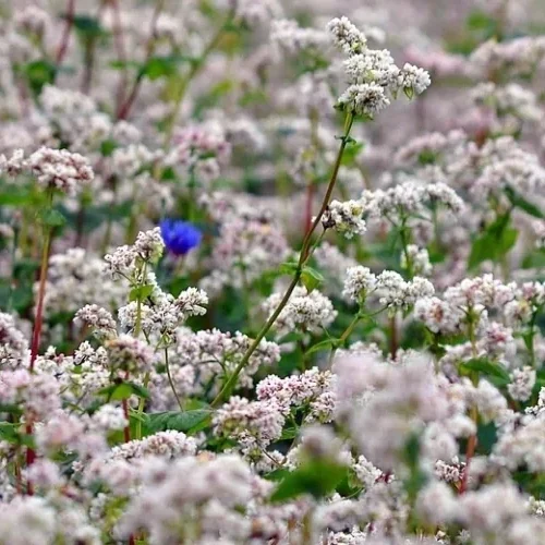 Jak stosować miód gryczany w codziennej diecie? Praktyczne porady