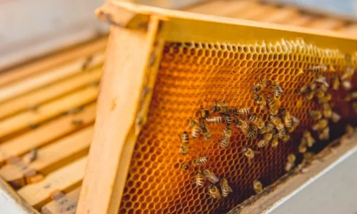 Jaki miód na gardło? Naturalne sposoby łagodzenia podrażnień i chrypki