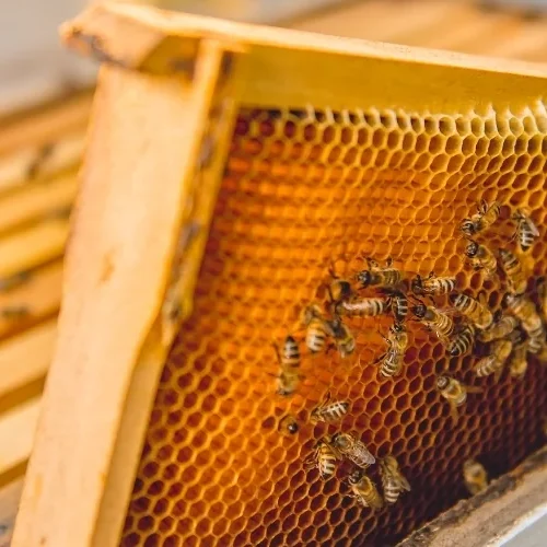 Jaki miód na gardło? Naturalne sposoby łagodzenia podrażnień i chrypki